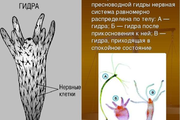 Как найти кракен в торе